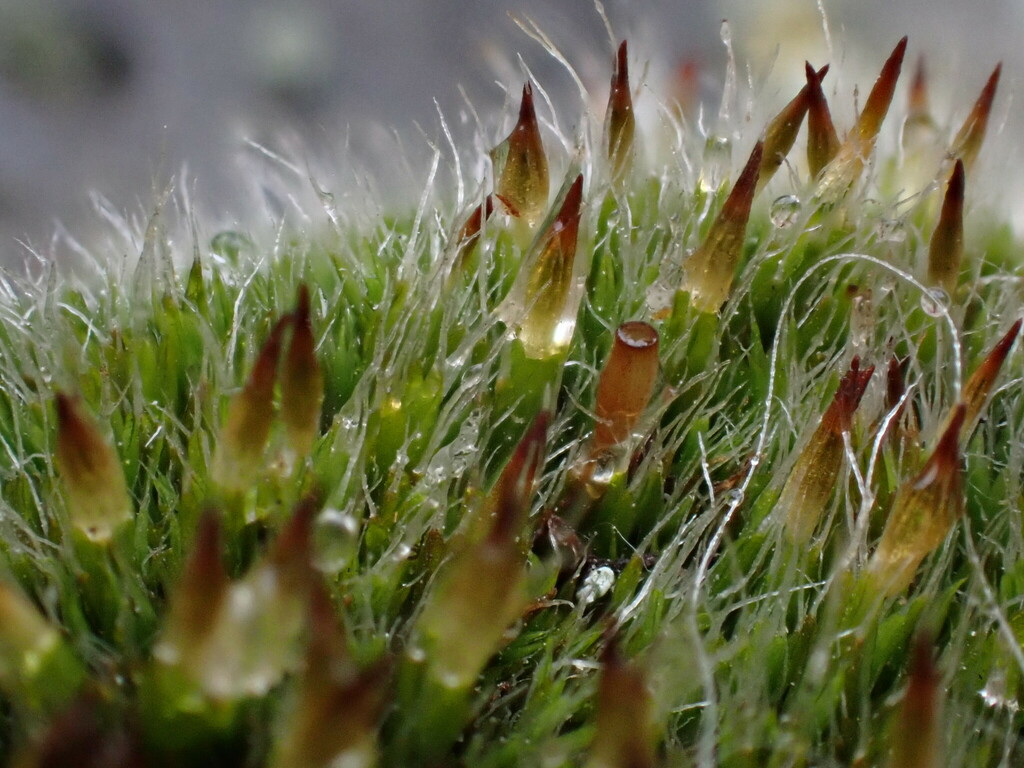 Coscinodon arctolimnius ssp. higuchii (Higuchi's sieve-tooth moss), California species