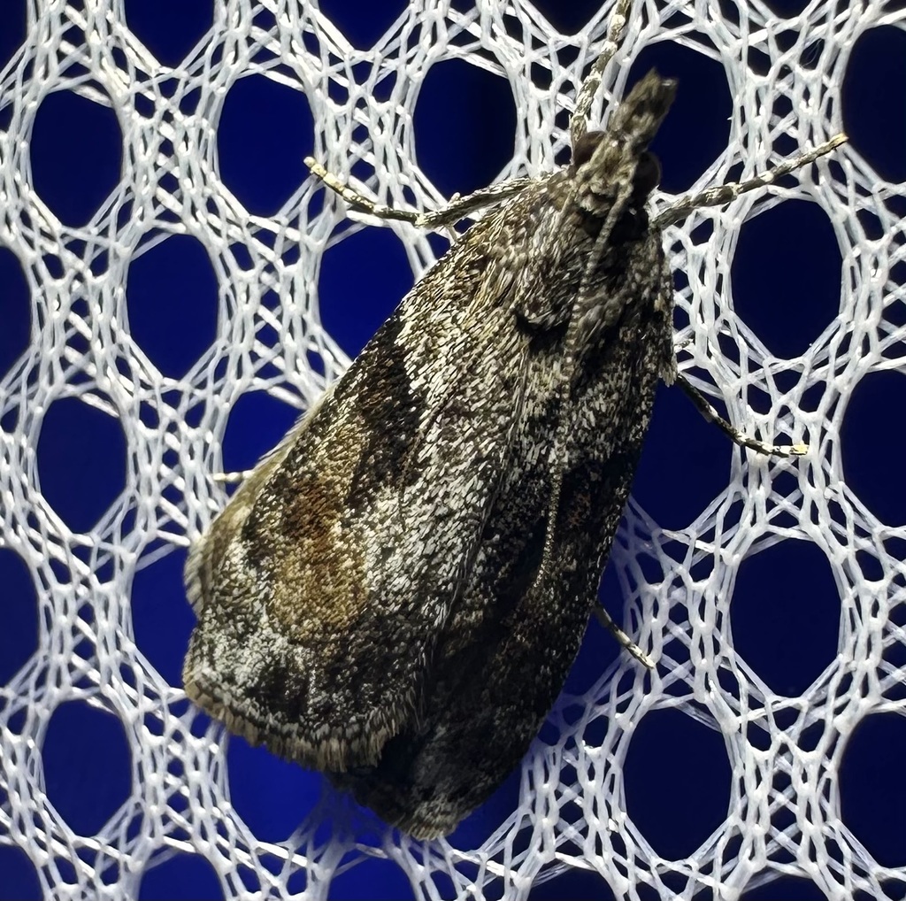 Cosipara tricoloralis (Tricolored Cosipara), California species