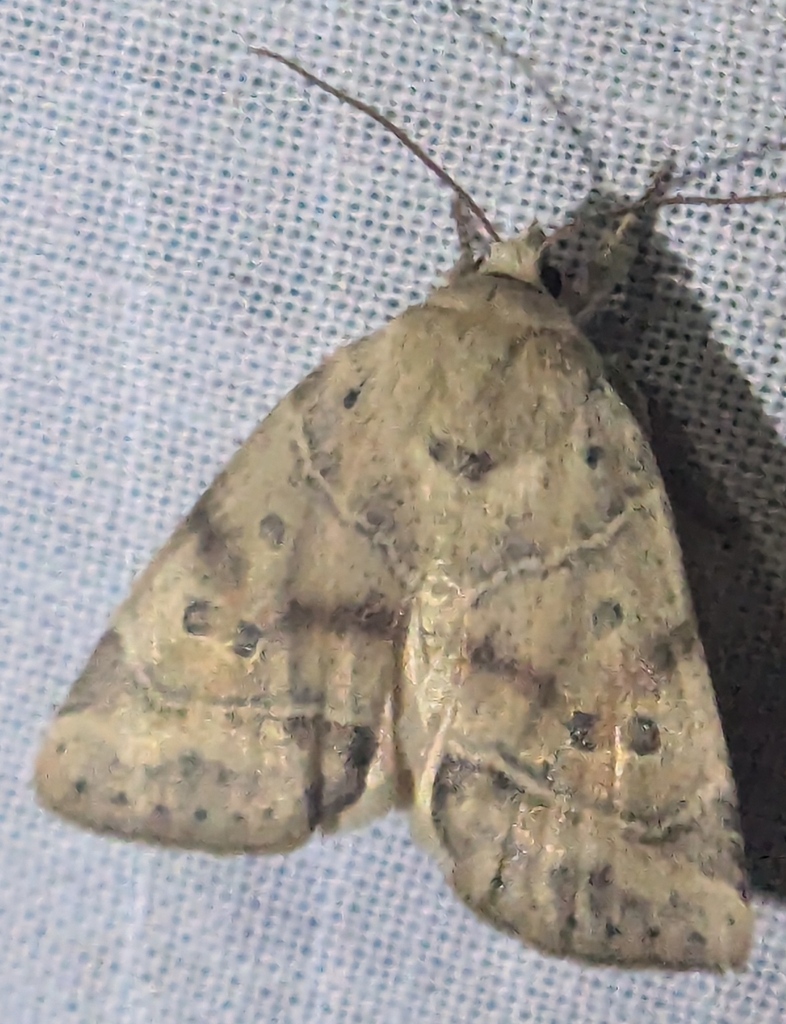 Cosmia calami (American dun-bar Moth), California species