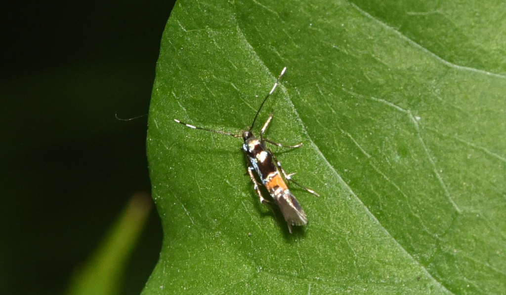 Cosmopterix molybdina, California species