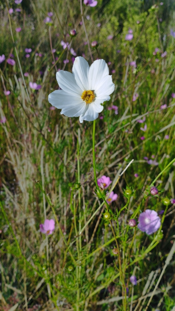 Cosmos bipinnatus (Garden cosmos), non-native California herb