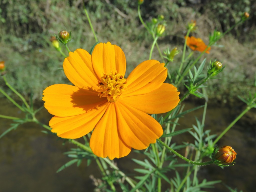 Cosmos sulphureus (Sulphur cosmos), non-native California herb