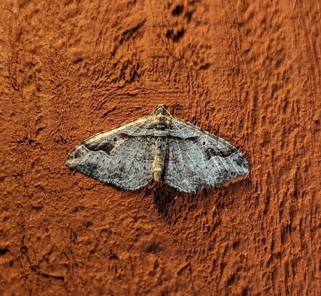 Costaconvexa centrostrigaria (The Bent-line Carpet), California species