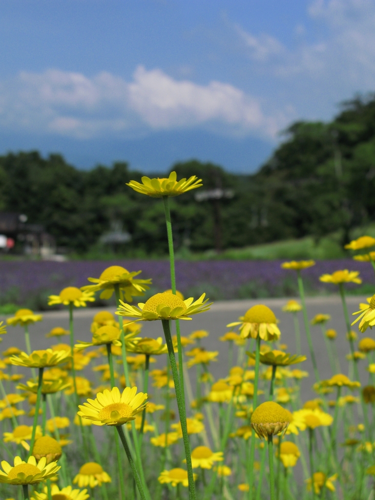Cota tinctoria (Golden marguerite), non-native California herb