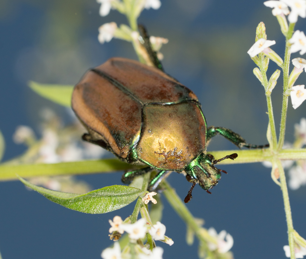 Cotinis mutabilis (Figeater Beetle), California species