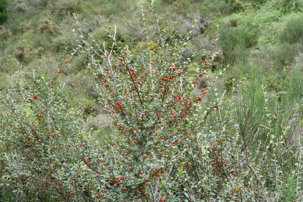 Cotoneaster franchetii (Franchet's cotoneaster), non-native California shrub