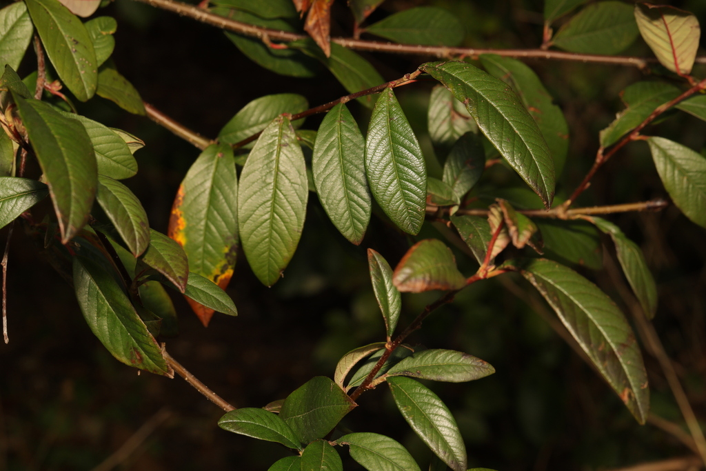 Cotoneaster frigidus (Tree cotoneaster), non-native California shrub