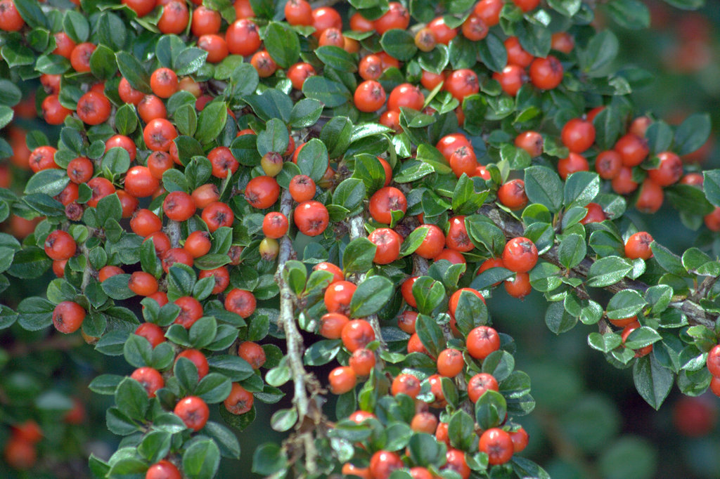 Cotoneaster horizontalis (Wall or herringbone cotoneaster), non-native California shrub