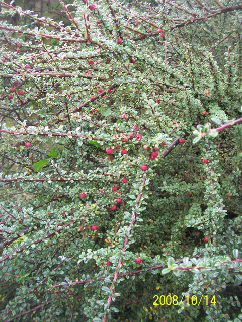 Cotoneaster integrifolius (Entire-leaved cotoneaster), non-native California shrub