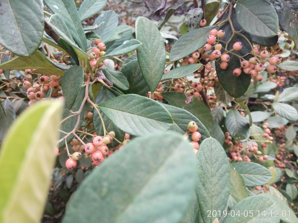 Cotoneaster lacteus (Late cotoneaster), non-native California shrub
