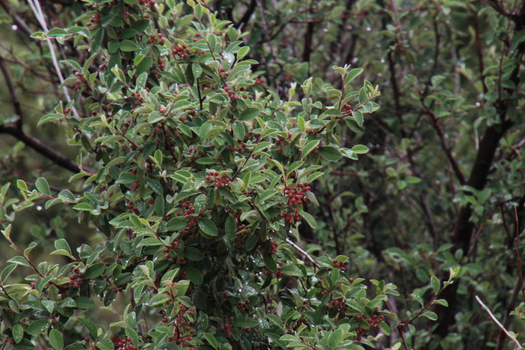 Cotoneaster pannosus (Silverleaf cotoneaster), non-native California shrub