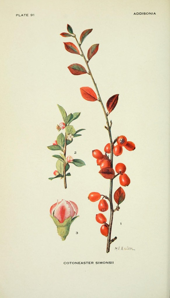 Cotoneaster simonsii (Himalayan cotoneaster), non-native California shrub