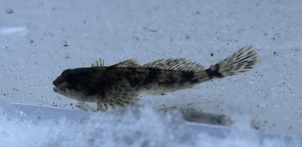 Cottus aleuticus (Coast Range sculpin), California species