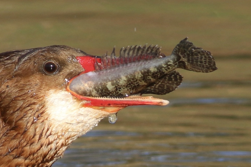 Cottus asper (Prickly sculpin), California species