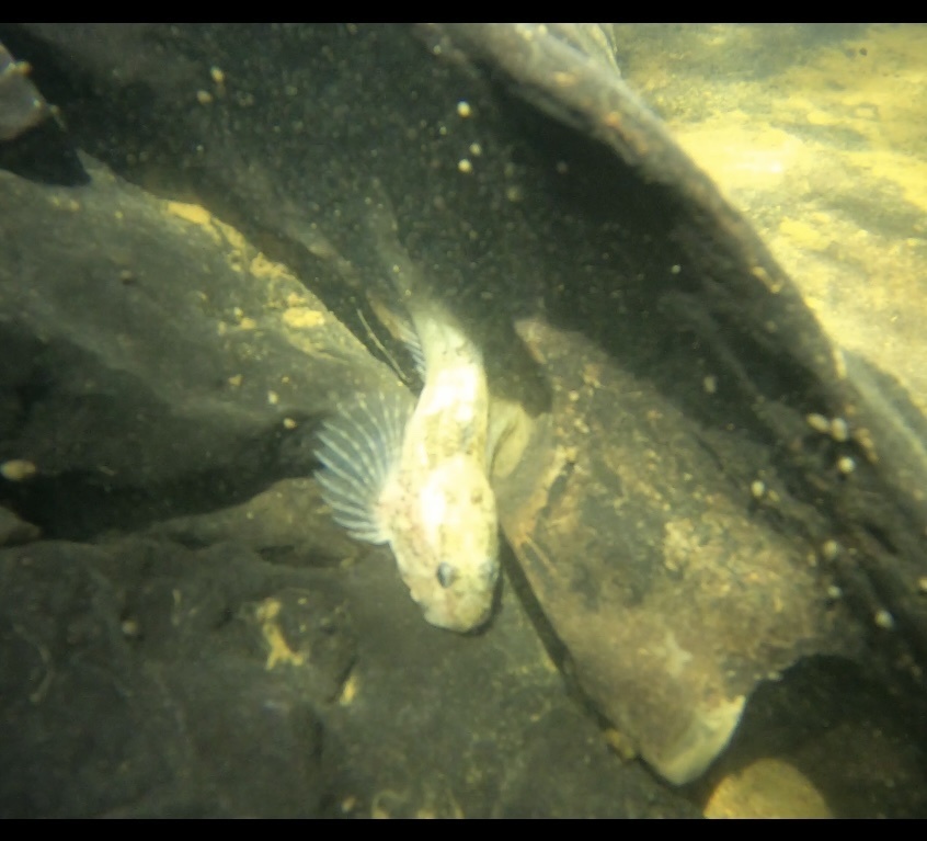 Cottus klamathensis (Marbled sculpin), California species