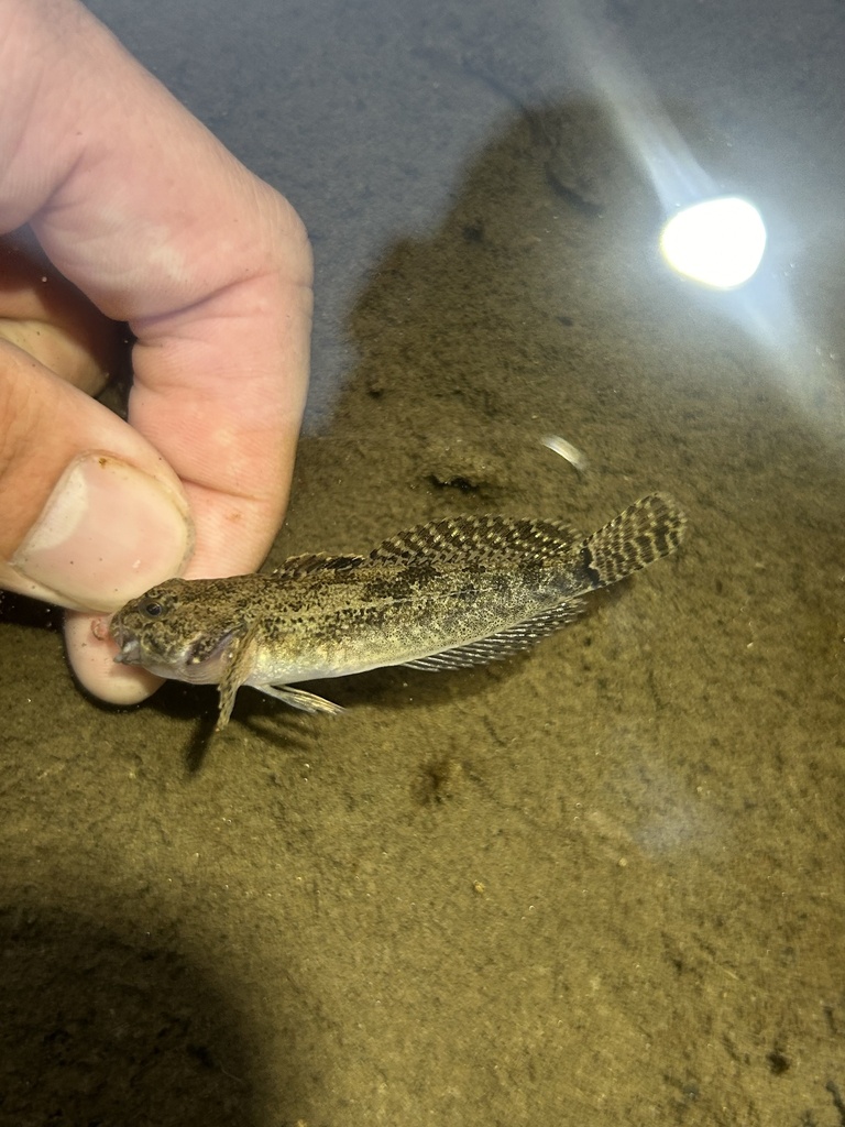 Cottus perplexus (Reticulate sculpin), California species