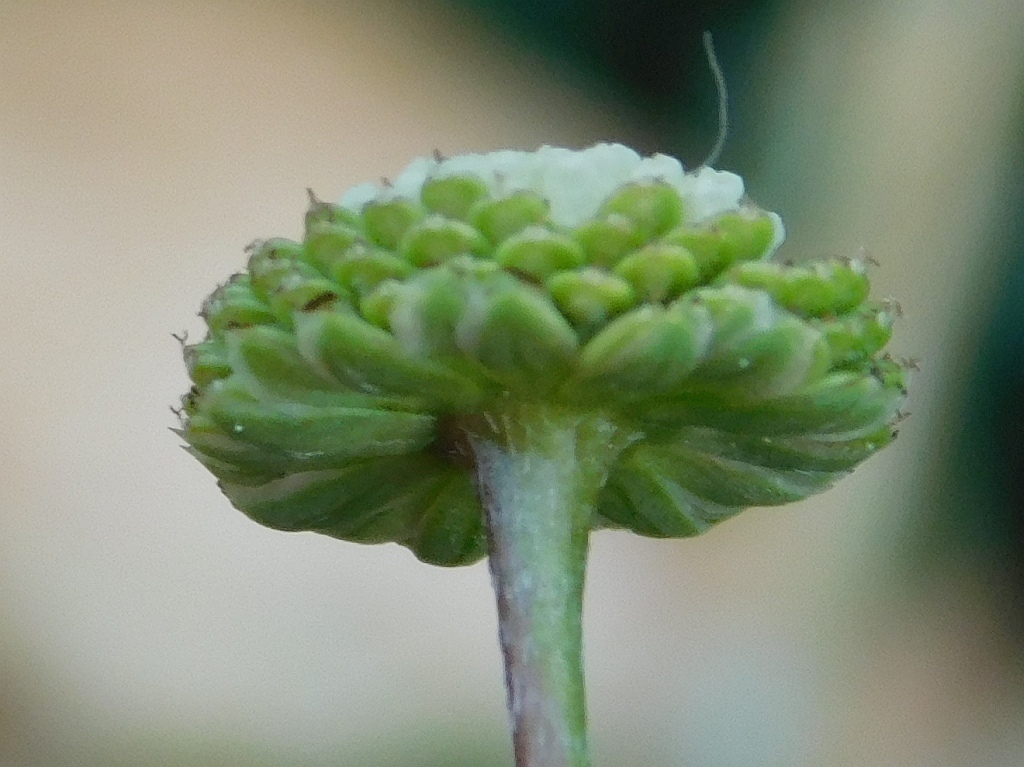 Cotula australis (Australian cotula), non-native California herb