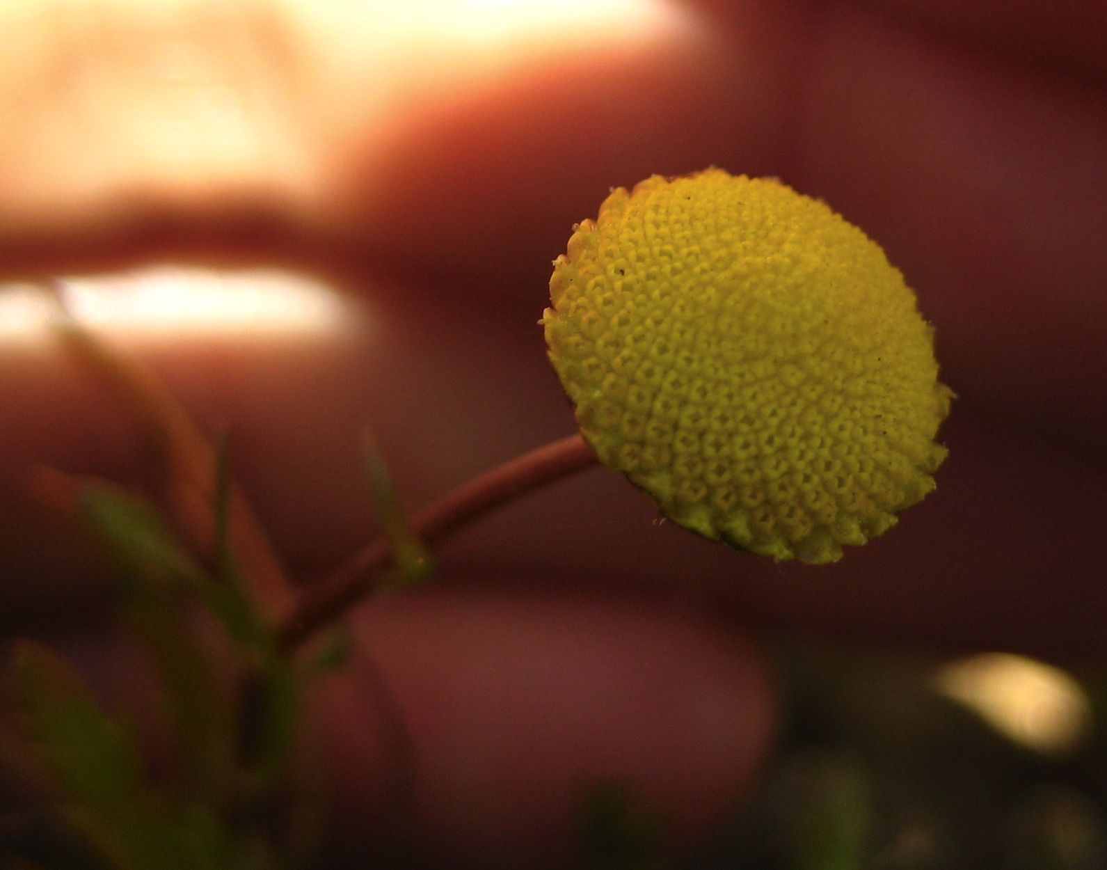 Cotula coronopifolia (Brass-buttons), non-native California herb
