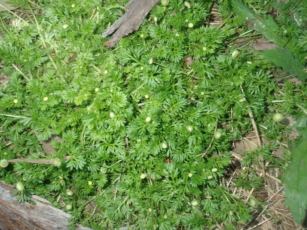 Cotula sp., non-native California perennial