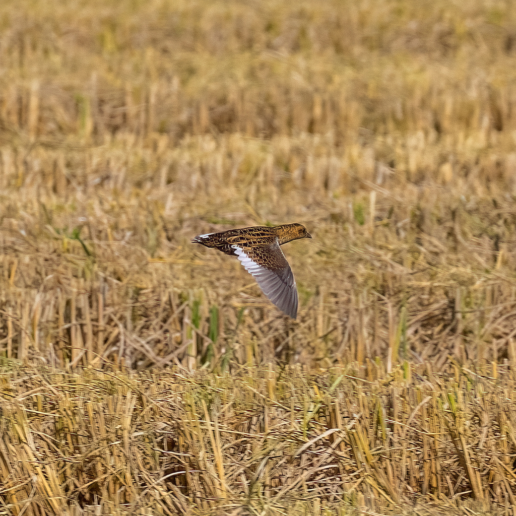 Coturnicops noveboracensis (Yellow Rail), California species