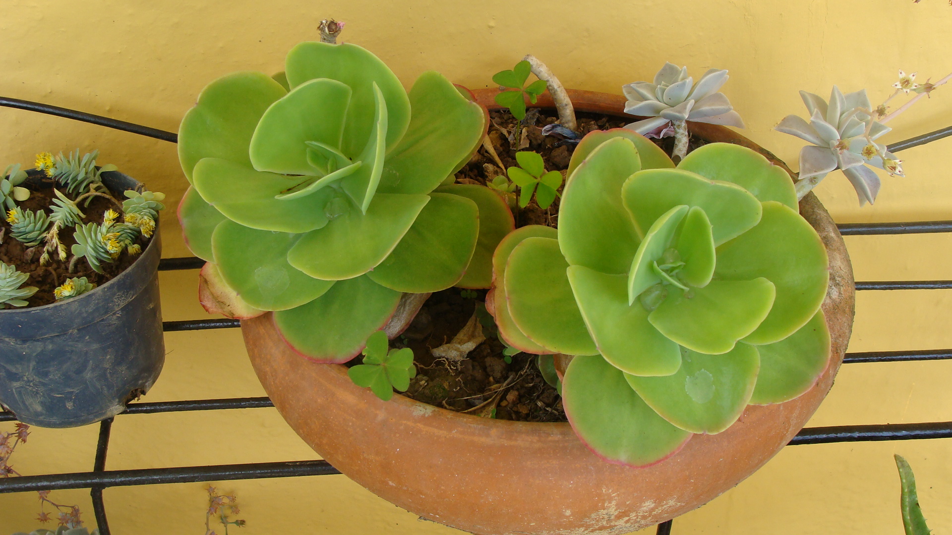 Cotyledon orbiculata var. oblonga (Cotyledon), non-native California shrub