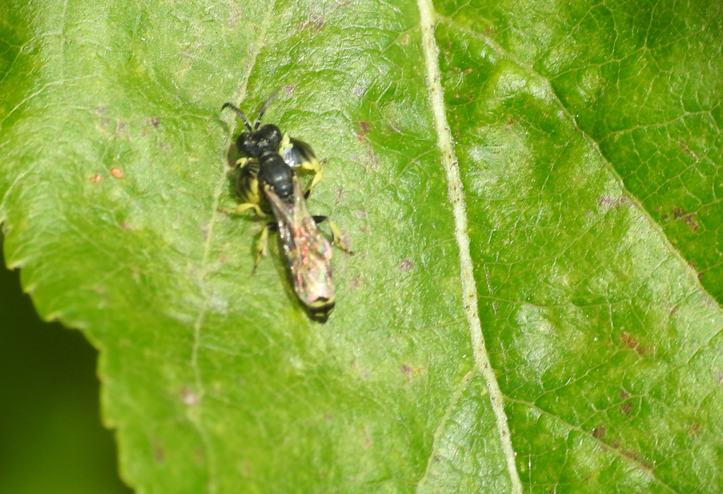 Crabro latipes, California species