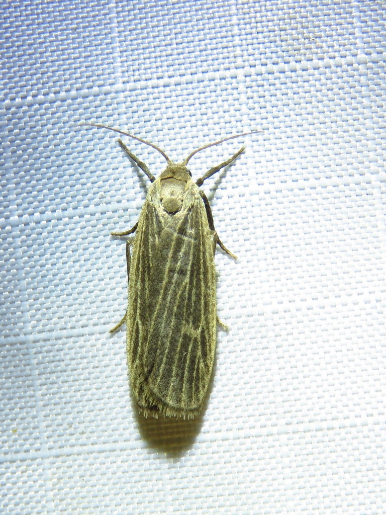 Crambidia dusca, California species
