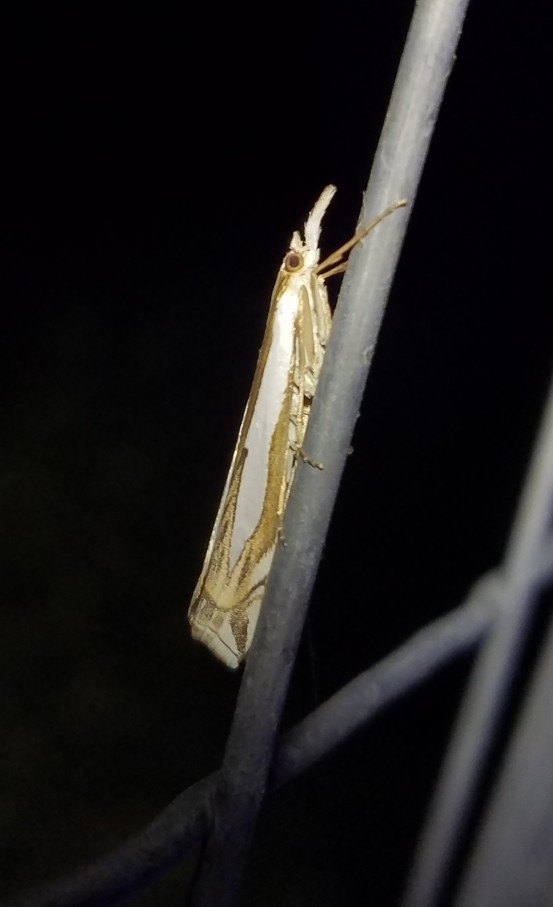 Crambus cypridalis, California species