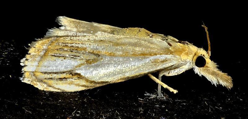Crambus gausapalis, California species