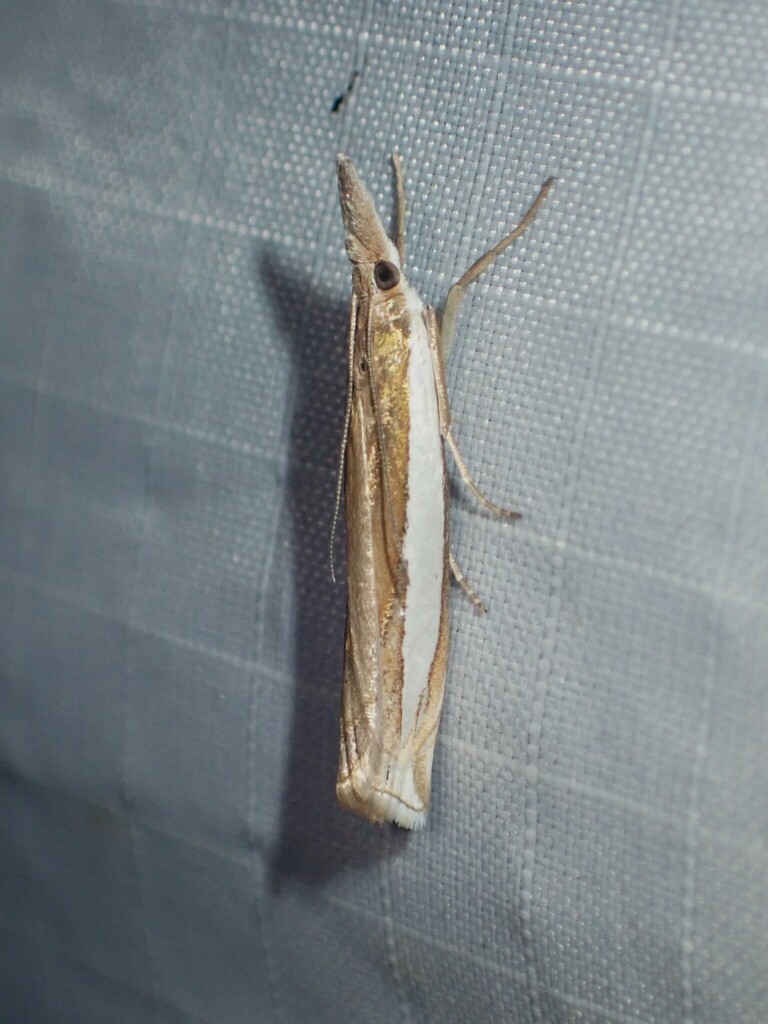 Crambus leachellus, California species