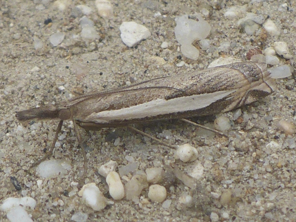 Crambus rickseckerellus, California species
