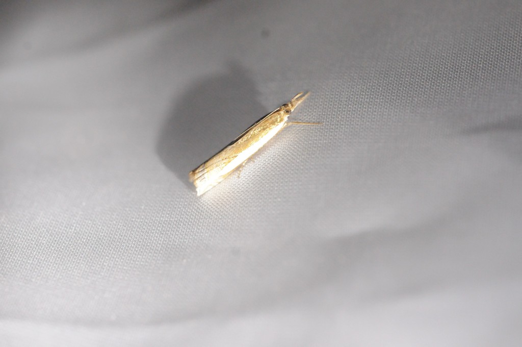 Crambus sperryellus, California species