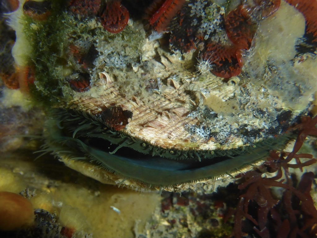 Crassadoma gigantea (Giant Rock Scallop), California species