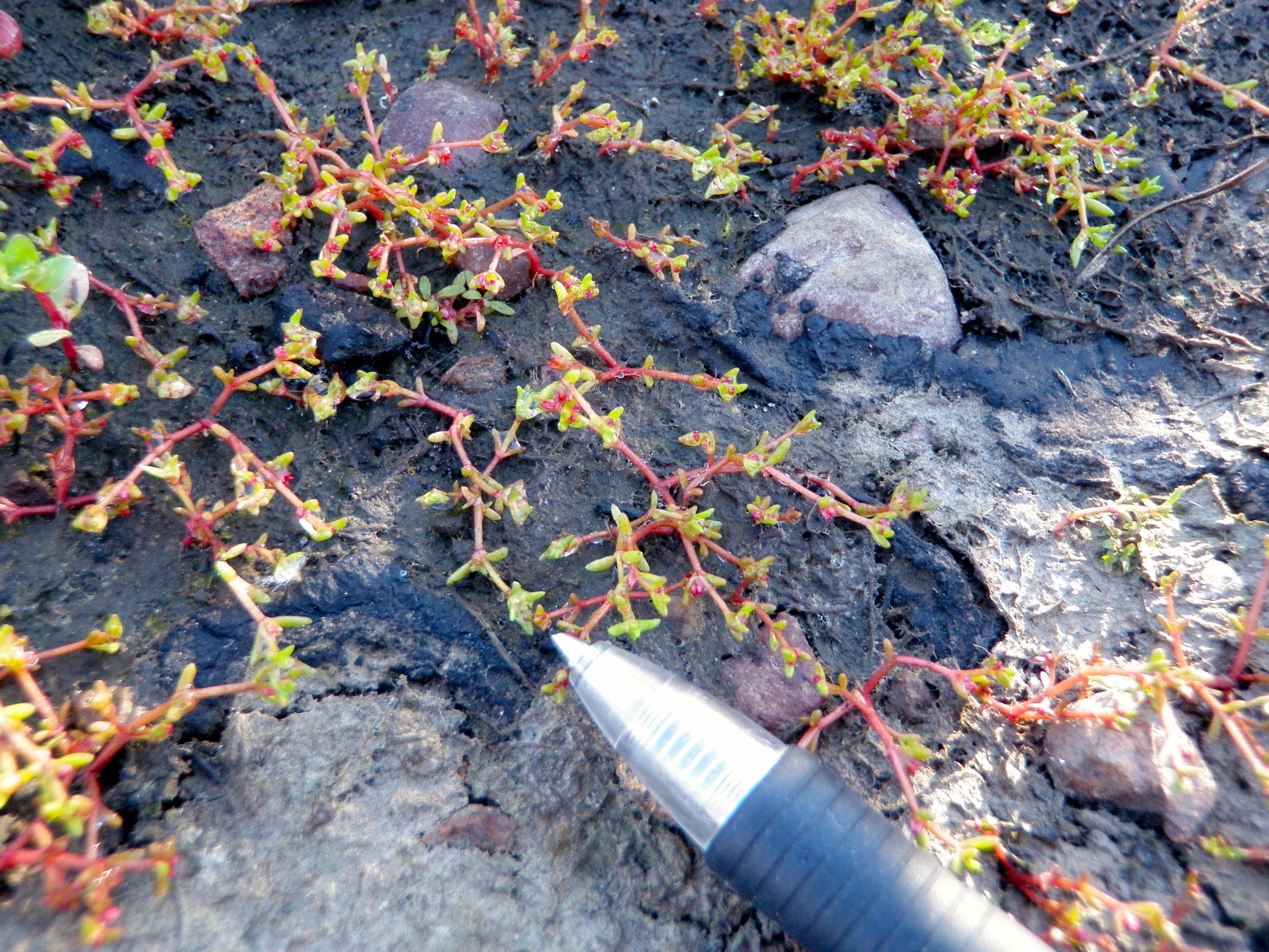 Crassula aquatica (Aquatic pygmy weed), native California herb