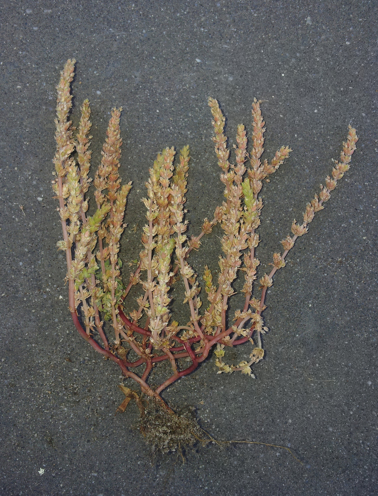 Crassula colligata subsp. lamprosperma, non-native California annual