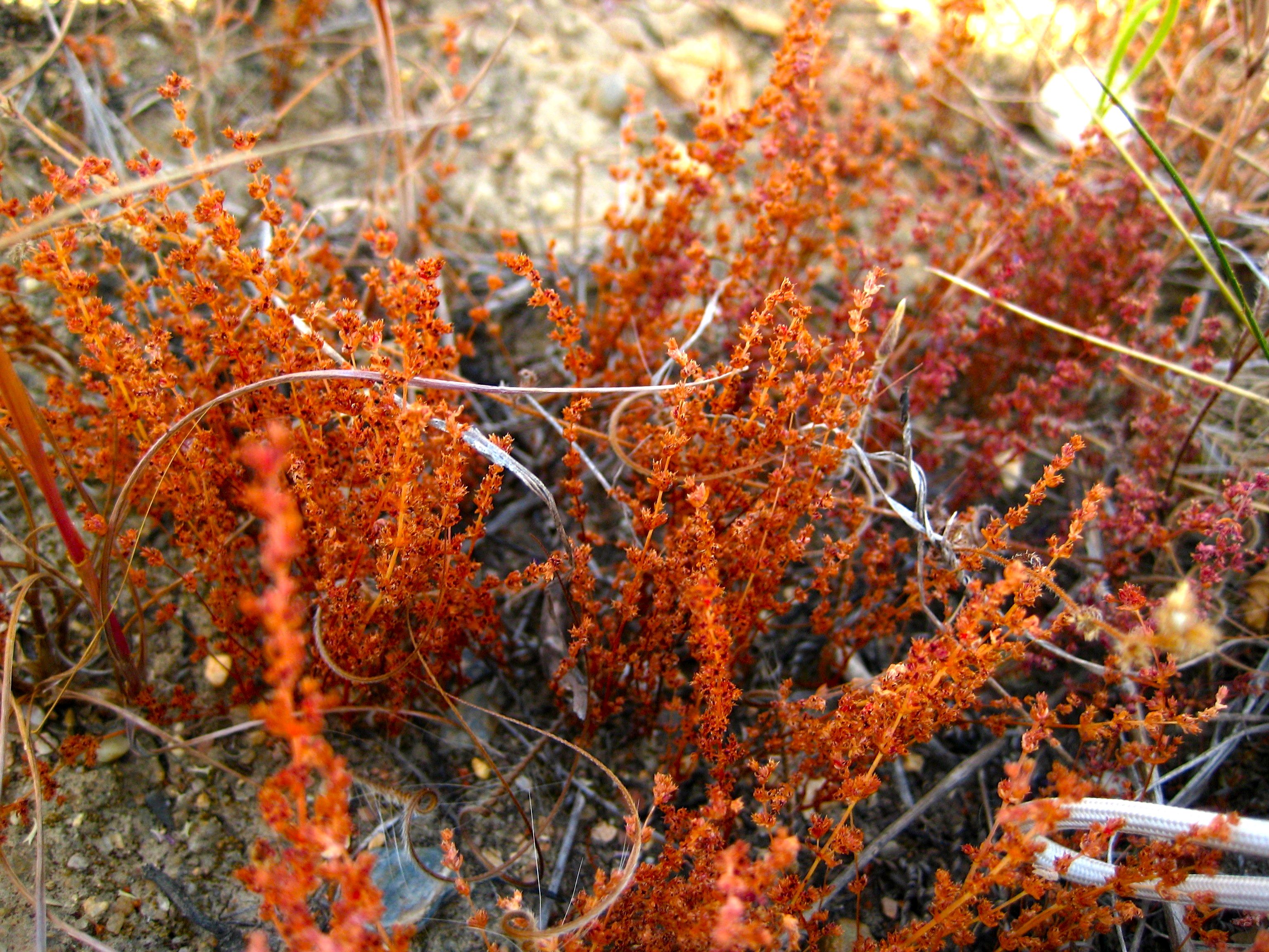Crassula connata (Pygmy-weed), native California herb