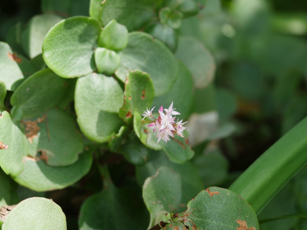 Crassula multicava subsp. multicava (Fairy crassula), non-native California perennial