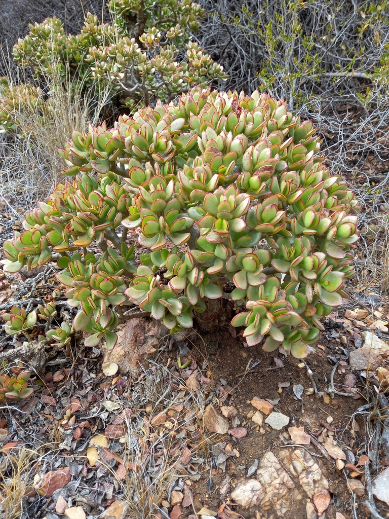 Crassula ovata (Jade plant), non-native California shrub