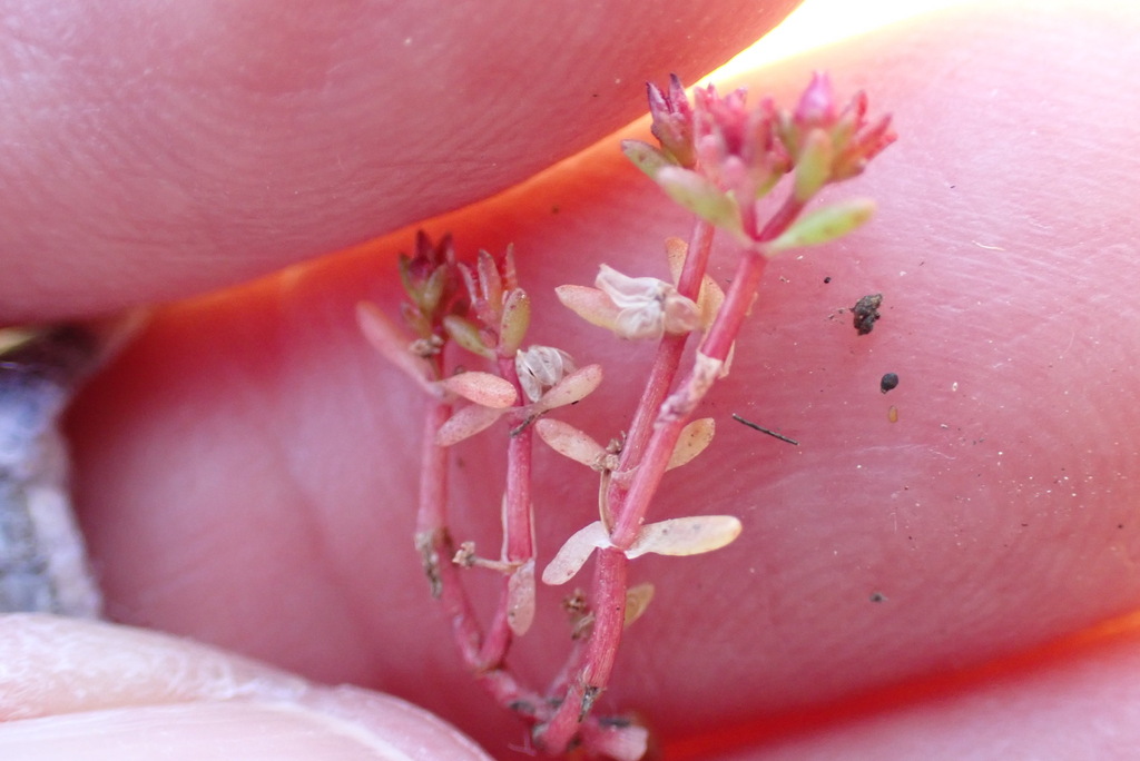 Crassula solieri (Little pygmy weed), native California herb
