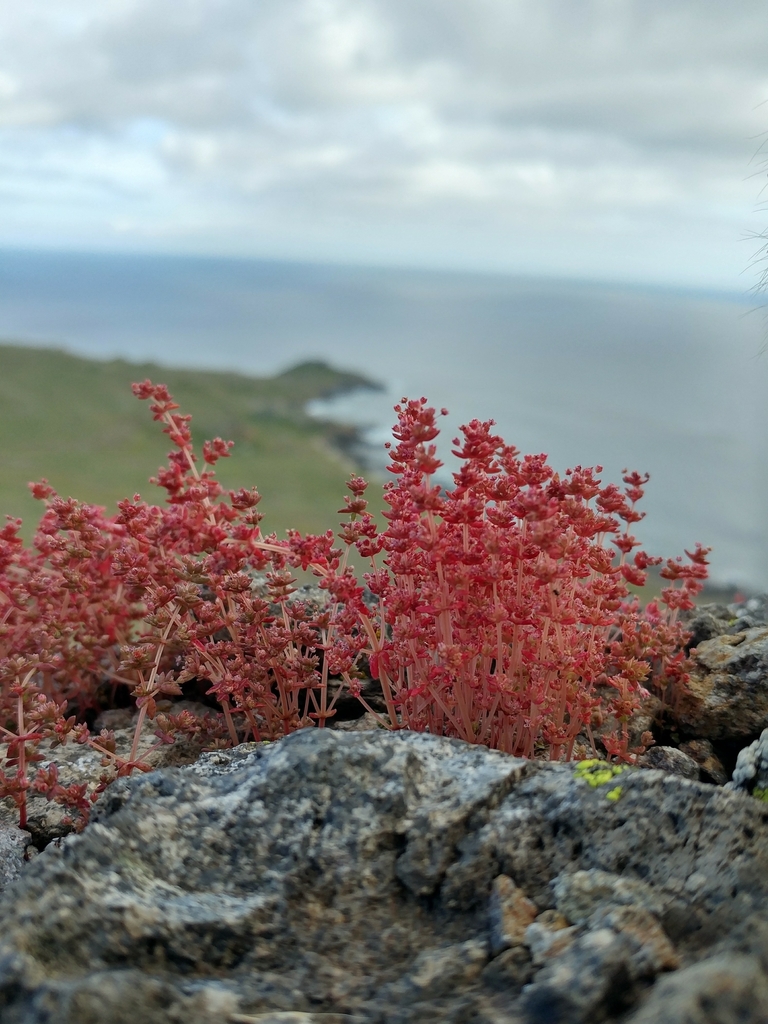 Crassula sp., non-native California perennial