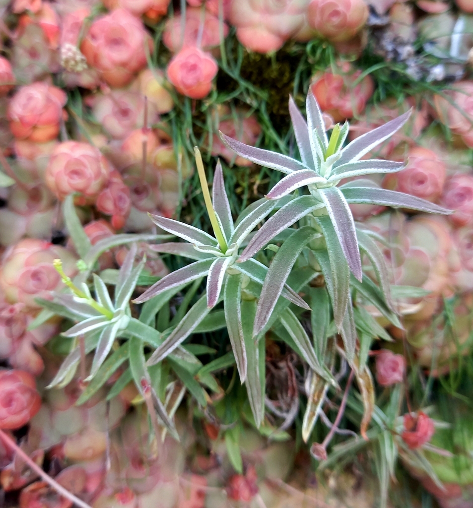 Crassula tetragona (Miniature or chinese pine-tree), non-native California shrub