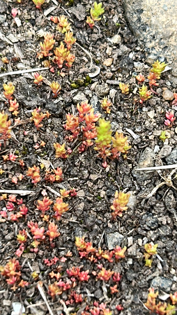 Crassula tillaea (Mediterranean pygmy weed), non-native California herb