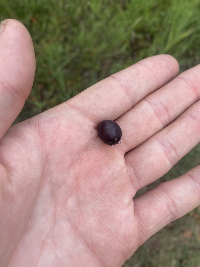 Crataegus douglasii (Black hawthorn), native California shrub / tree