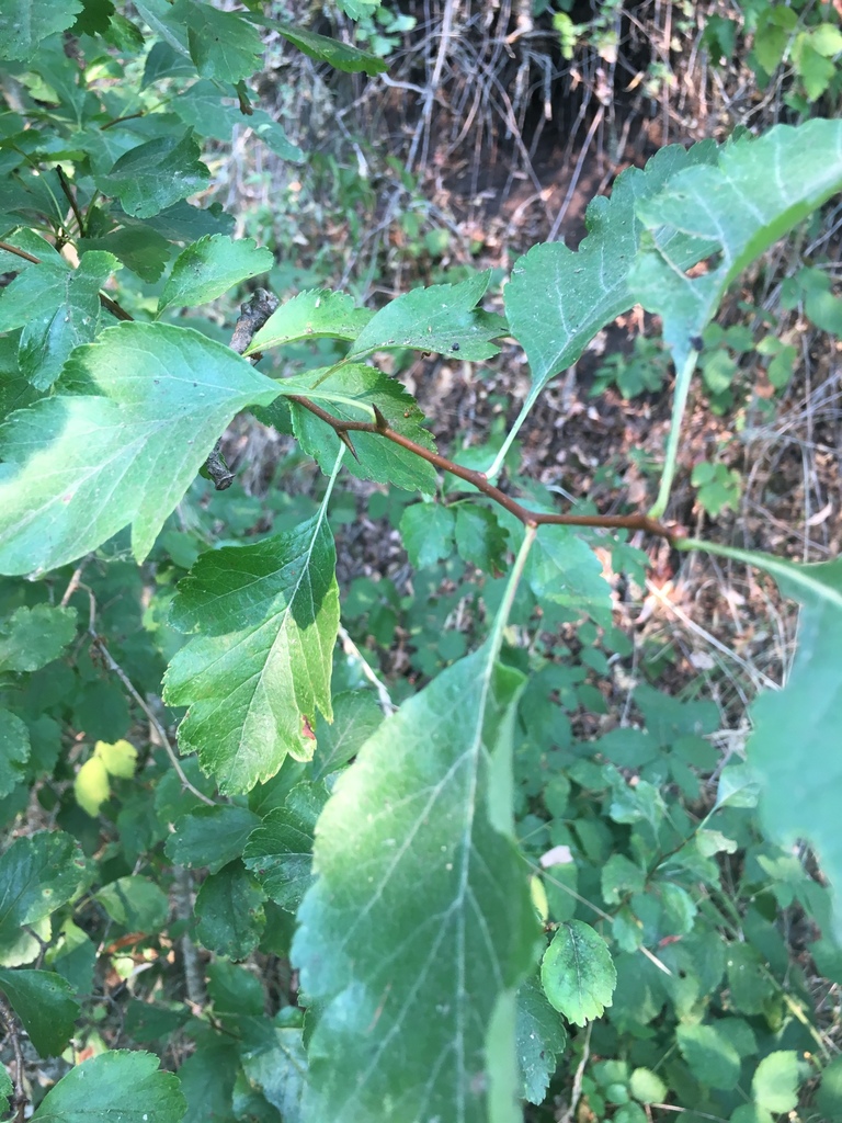Crataegus gaylussacia (Klamath hawthorn), native California shrub