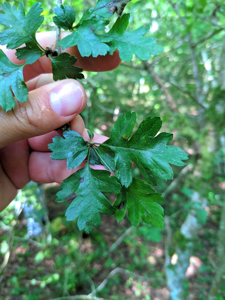Crataegus monogyna (Hawthorn), non-native California shrub / tree