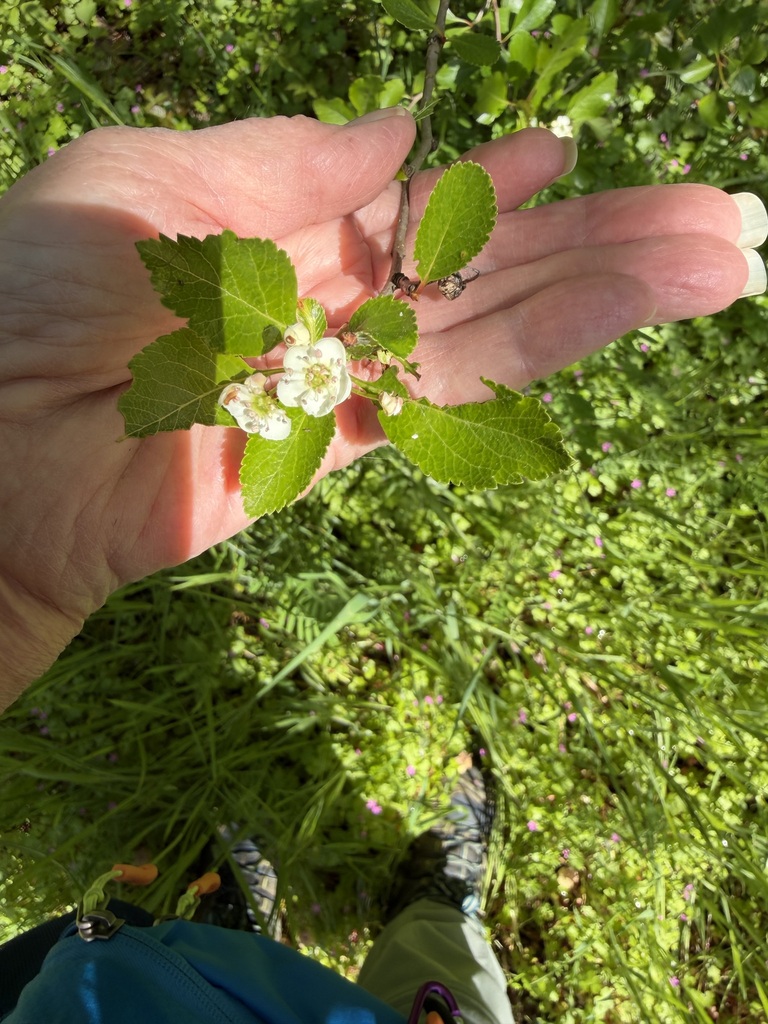 Crataegus rhodamae-loveae, native California species