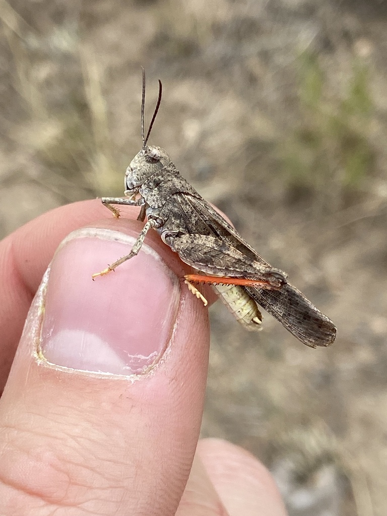 Cratypedes neglectus (Pronotal Range Grasshopper), California species