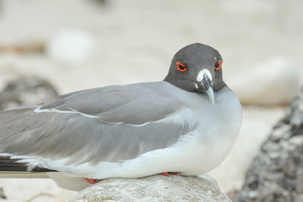 Creagrus furcatus (Swallow-tailed Gull), California species