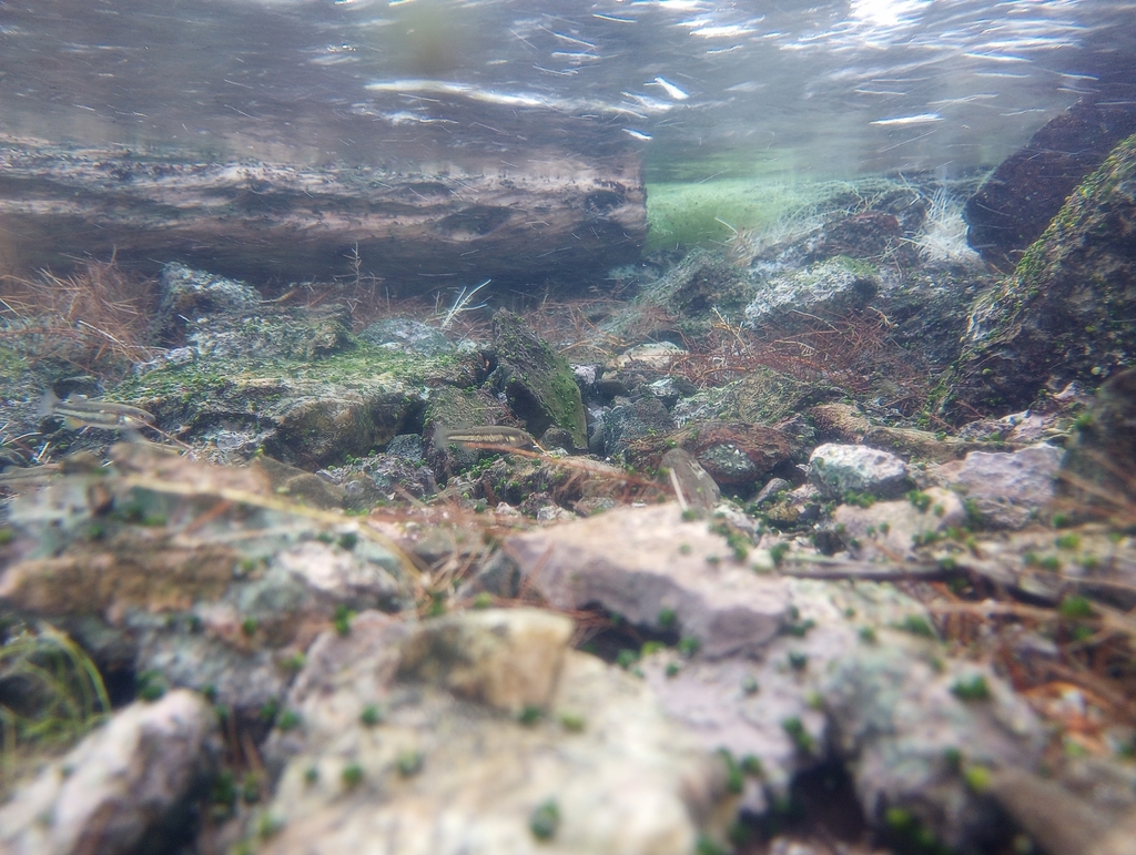 Crenichthys baileyi baileyi (White River springfish), California species