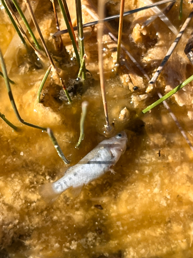 Crenichthys nevadae (Railroad Valley springfish), California species